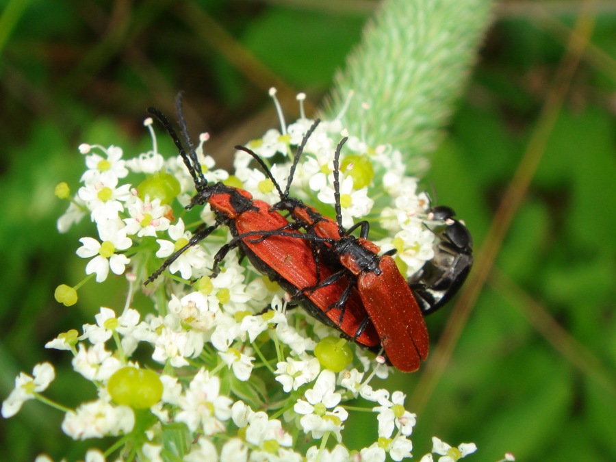 Dlouhoústec červený