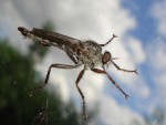 Roupec sp.