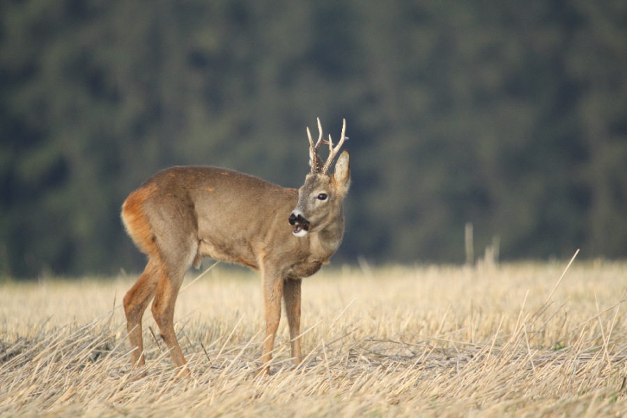 Roe Deer