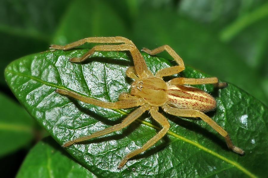 Green Huntsman Spider