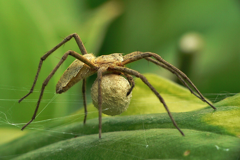 Nursery Web Spider 