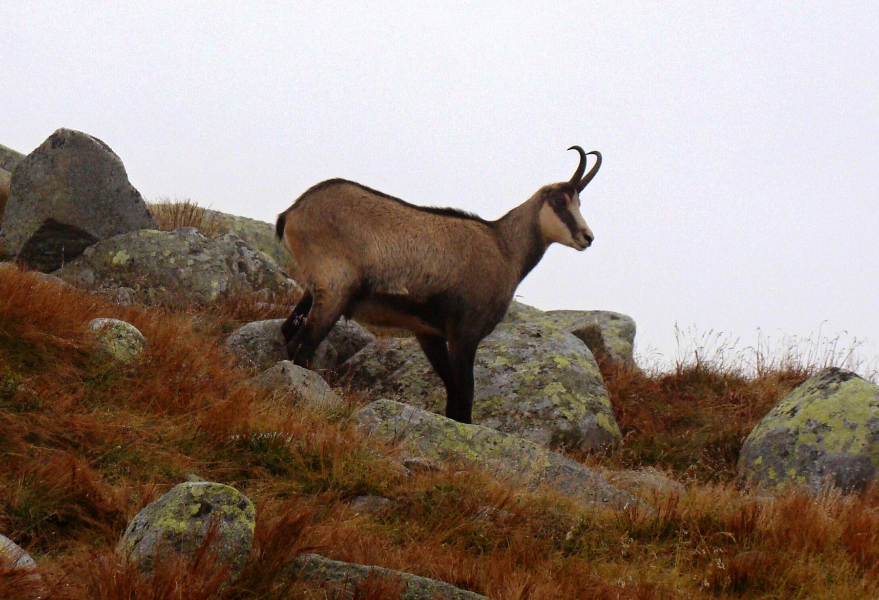 Rupicapra rupicapra