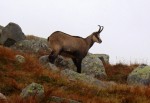 Kamzík horský (Rupicapra rupicapra)