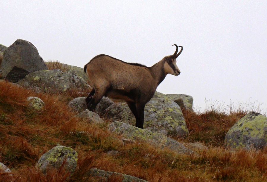 Rupicapra rupicapra