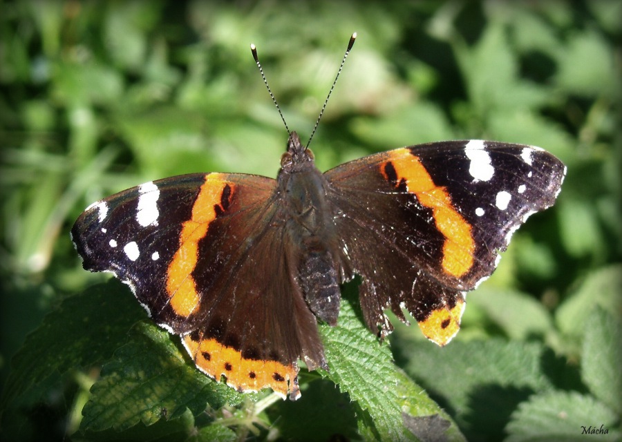 Admiral Butterfly