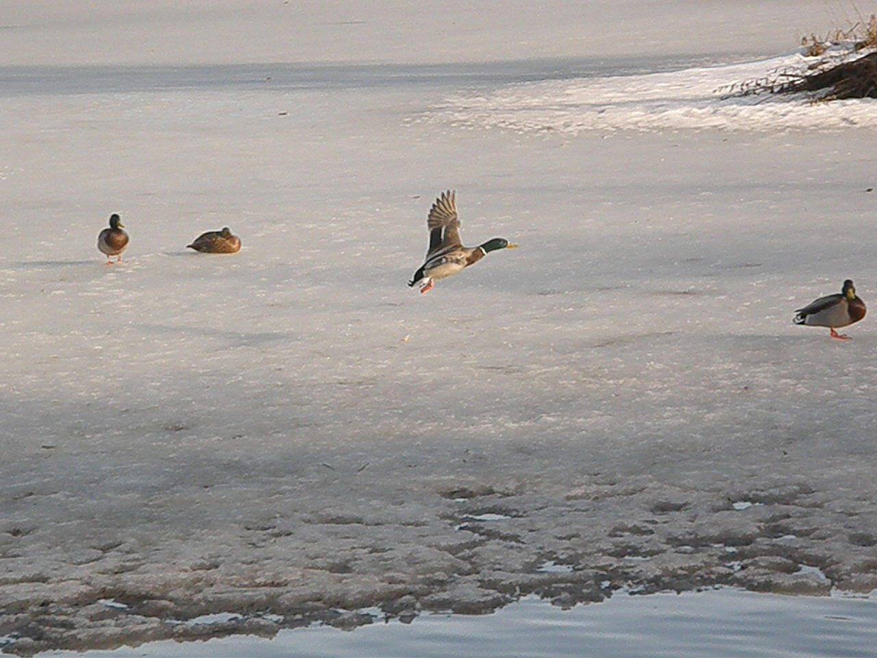 duck wild