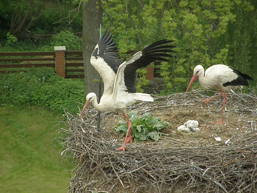 stork white