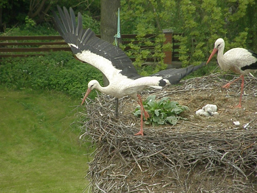 stork white