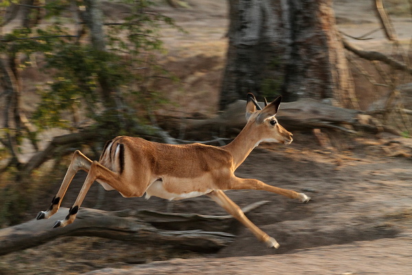 Impala