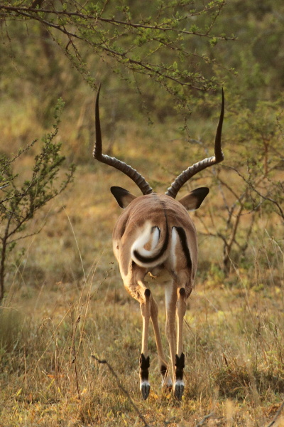 Impala