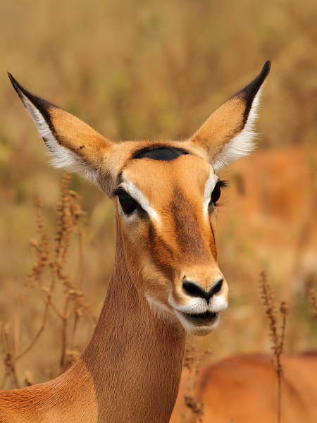 Impala