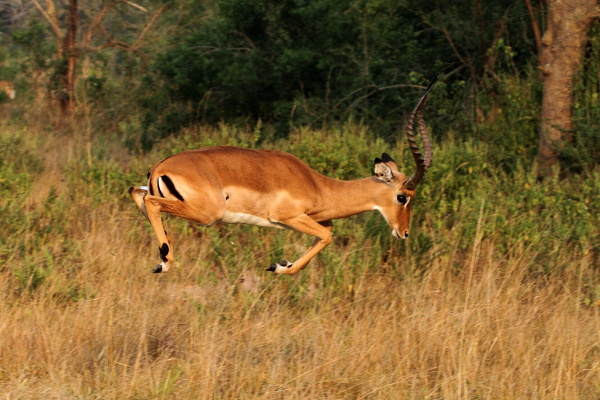 Impala