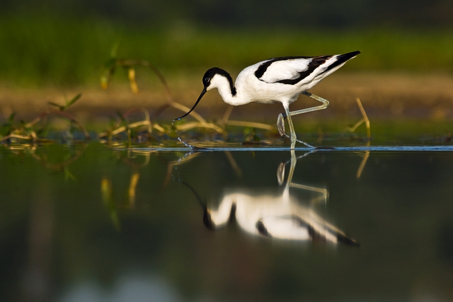 Pied Avocet  