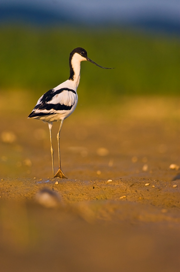 Pied Avocet
