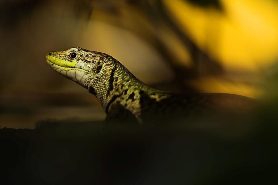 Italian Wall Lizard