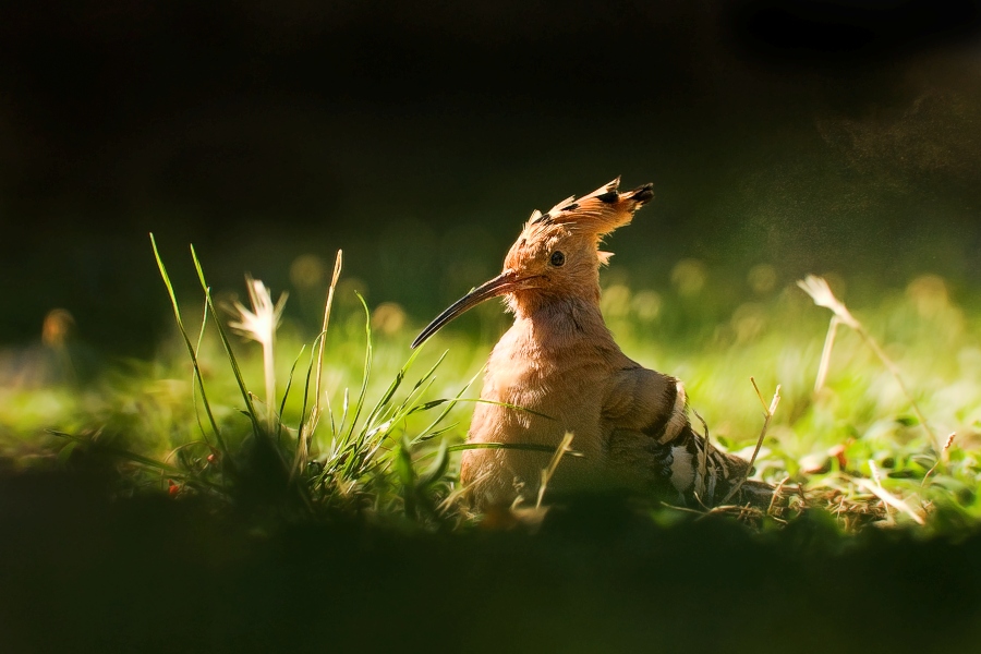 Eurasian Hoopoe  