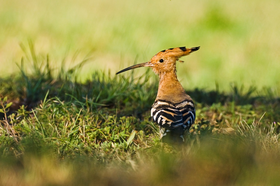 Eurasian Hoopoe  