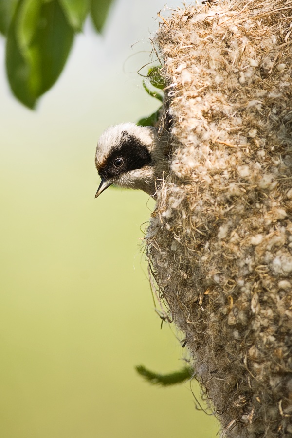 Penduline Tit