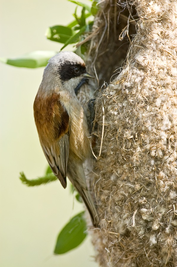 Penduline Tit