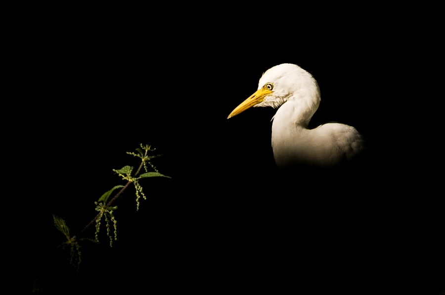 Cattle Egret