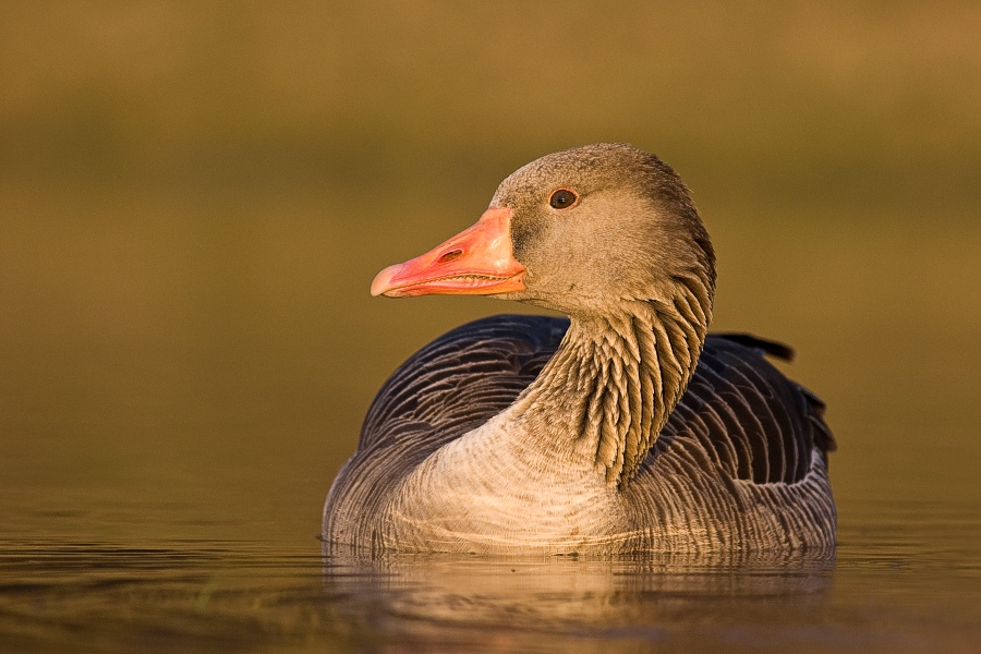 Greylag Goose