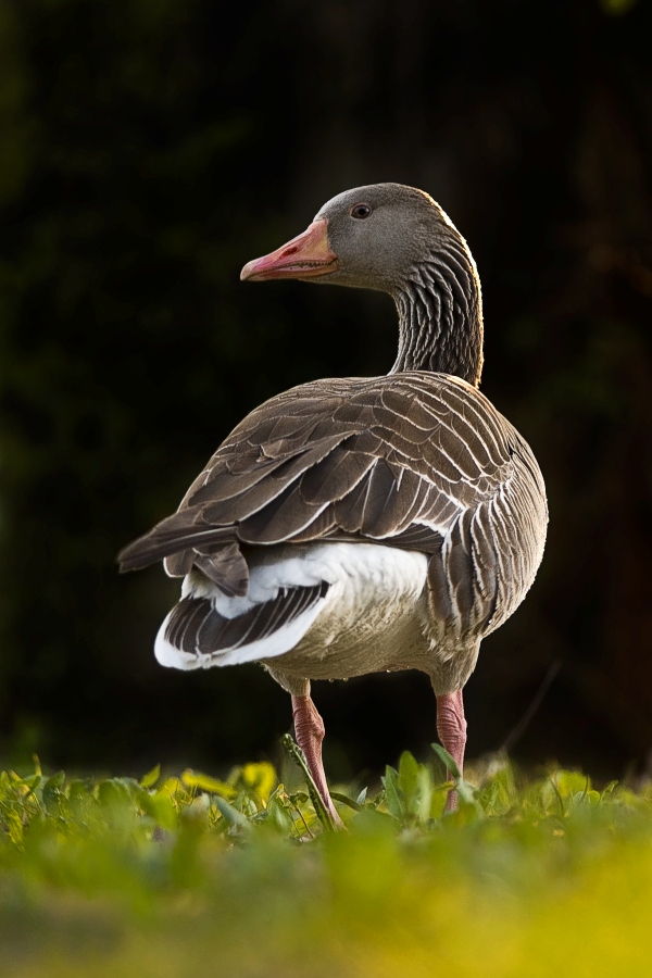 Greylag Goose