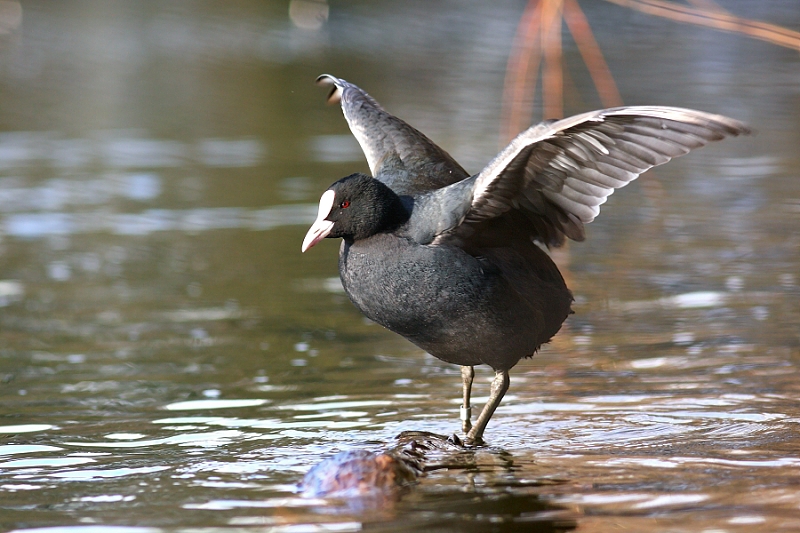Black coot