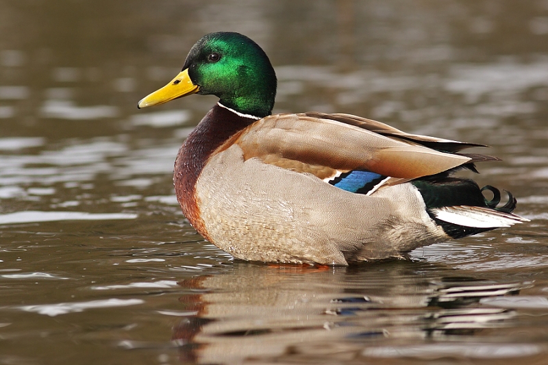 Wild duck