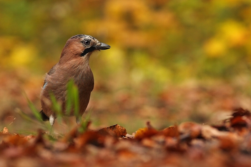 Jaybird