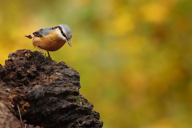 Wood Nuthatch