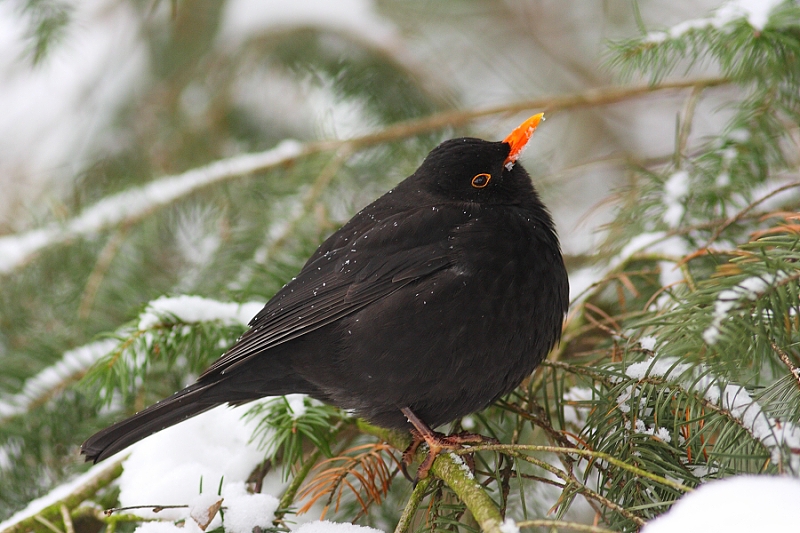 Blackbird