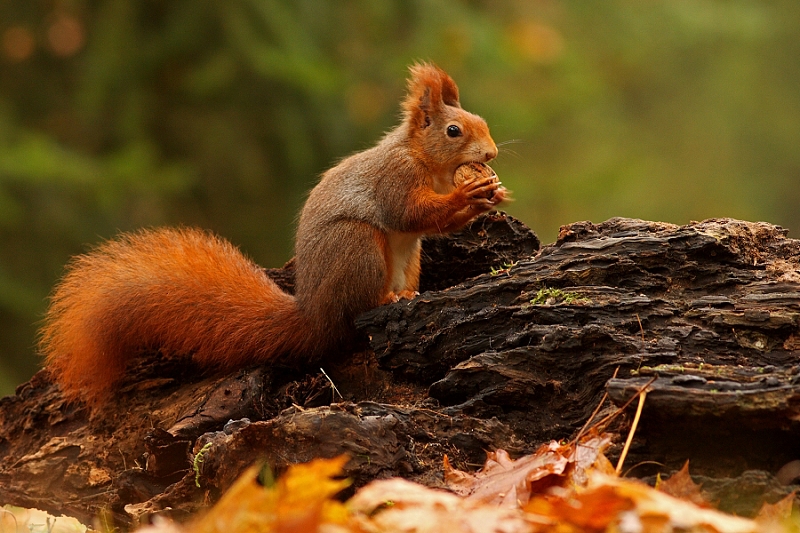 Squirrel