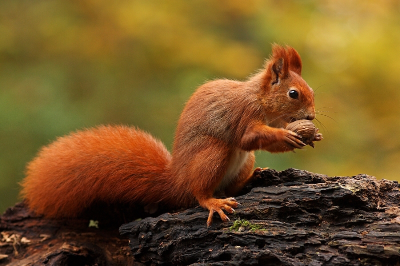 Squirrel
