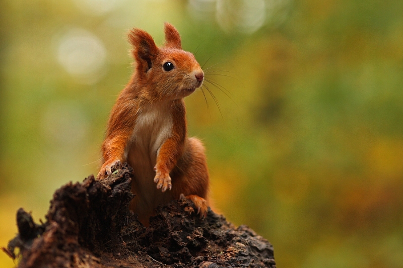 Squirrel