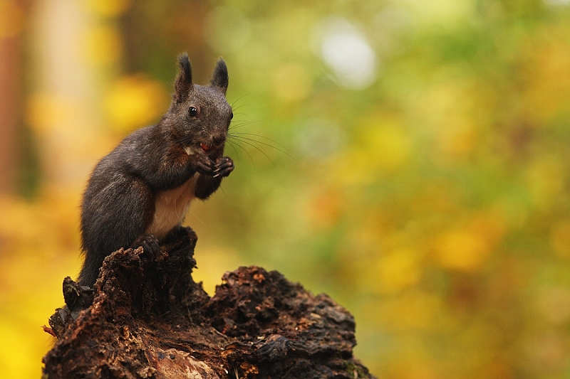 Squirrel