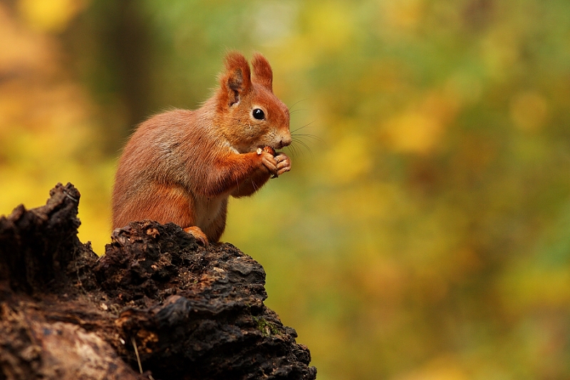 Squirrel