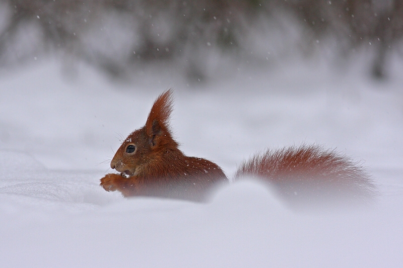 Squirrel