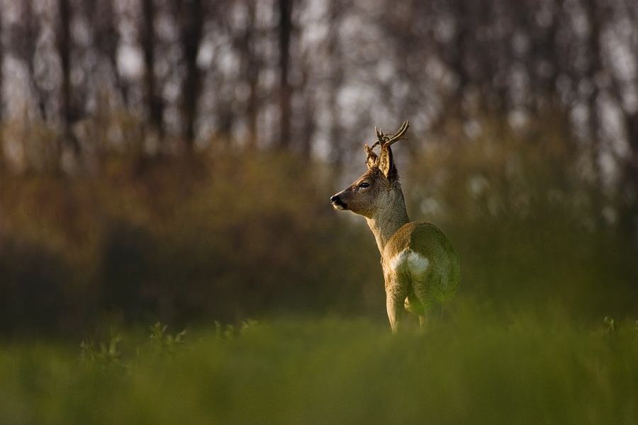 Roe Deer