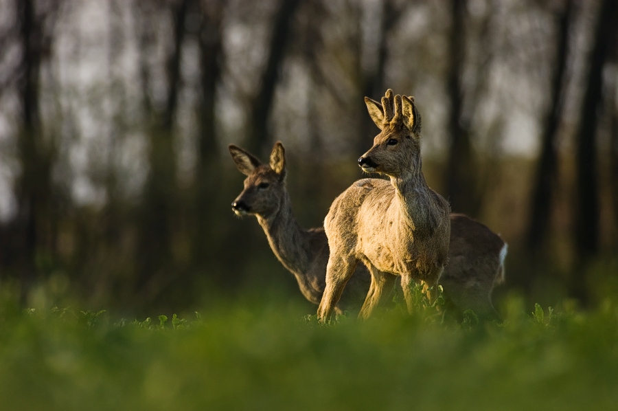 Roe Deer