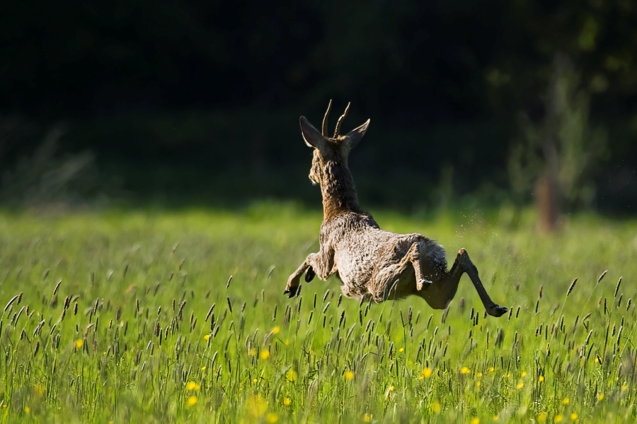 Roe Deer