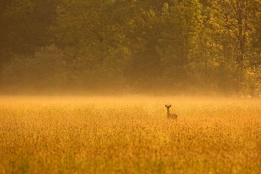 Roe Deer