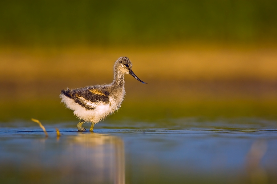 Pied Avocet