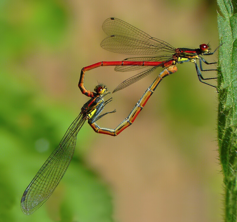 Large Red Damselfly