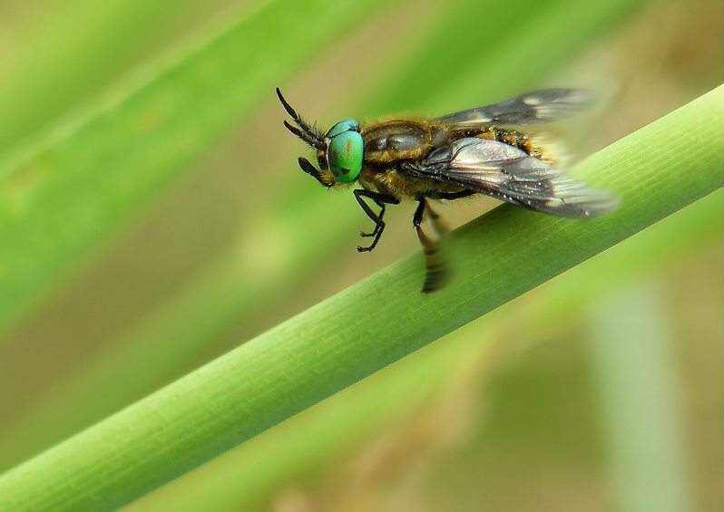 Twin-lobed deerfly