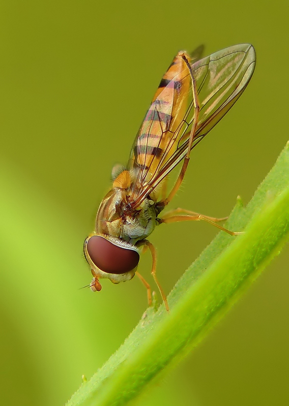 Marmelade Fly