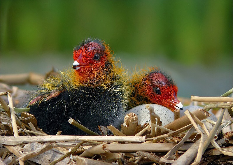 Eurasian Coot