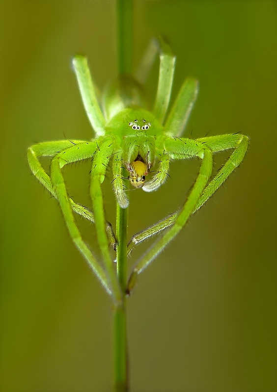 Green Huntsman Spider