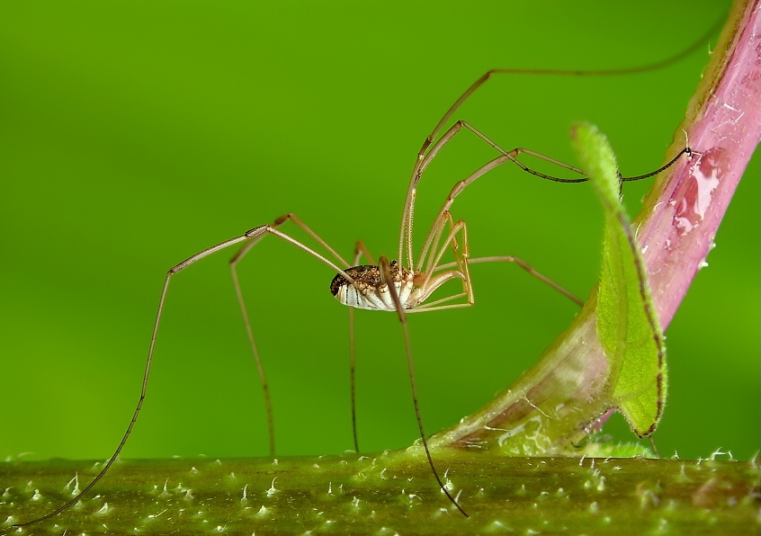 Harvestman