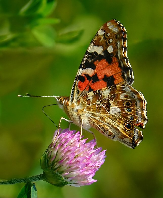 Painted Lady