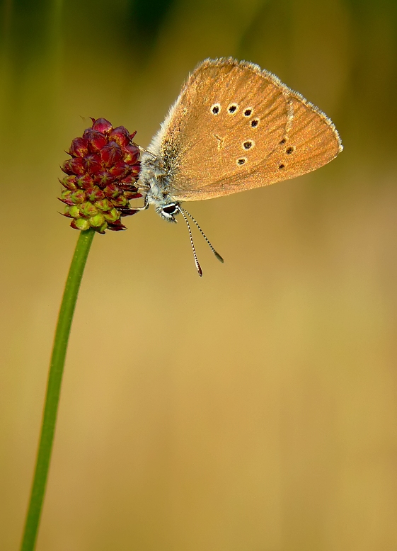 Dusky Large Blue